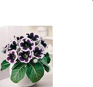 White Black Gloxinia Seeds for Planting – Organic, Heirloom, Non-GMO Flower Seeds