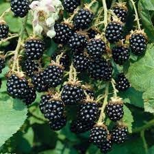 Blackberry Fruit Seed Collection for Sweet, Juicy Berries 100 pcs