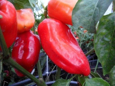 Sweet Peperone Lipstick Pepper seeds – Capsicum annuum with sweet crunch