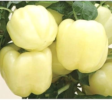 Capsicum White, Bell Pepper Ivory White Vegetable Seeds