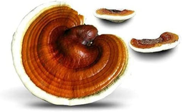 Ganoderma Lucidum Reishi Mushroom Organic Seeds