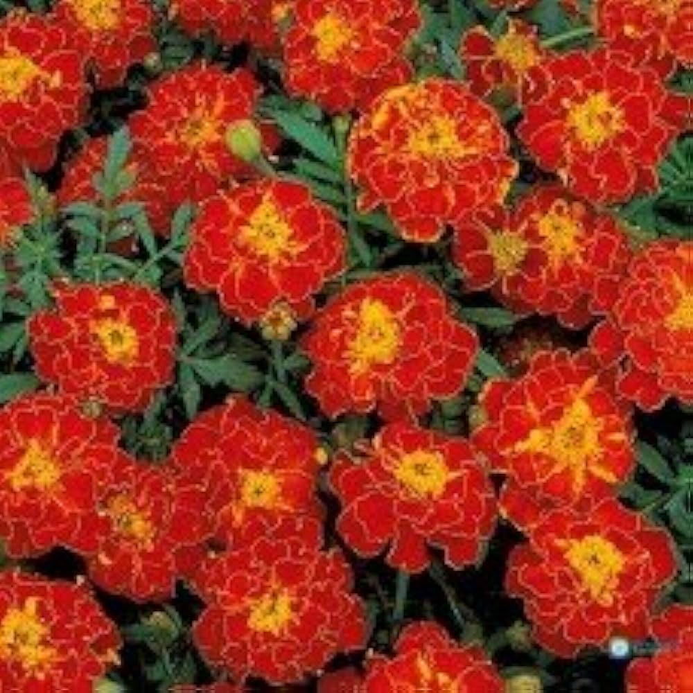 Strawflower plant Xerochrysum bracteatum yellow seeds for planting in home gardens or dried flower arrangements