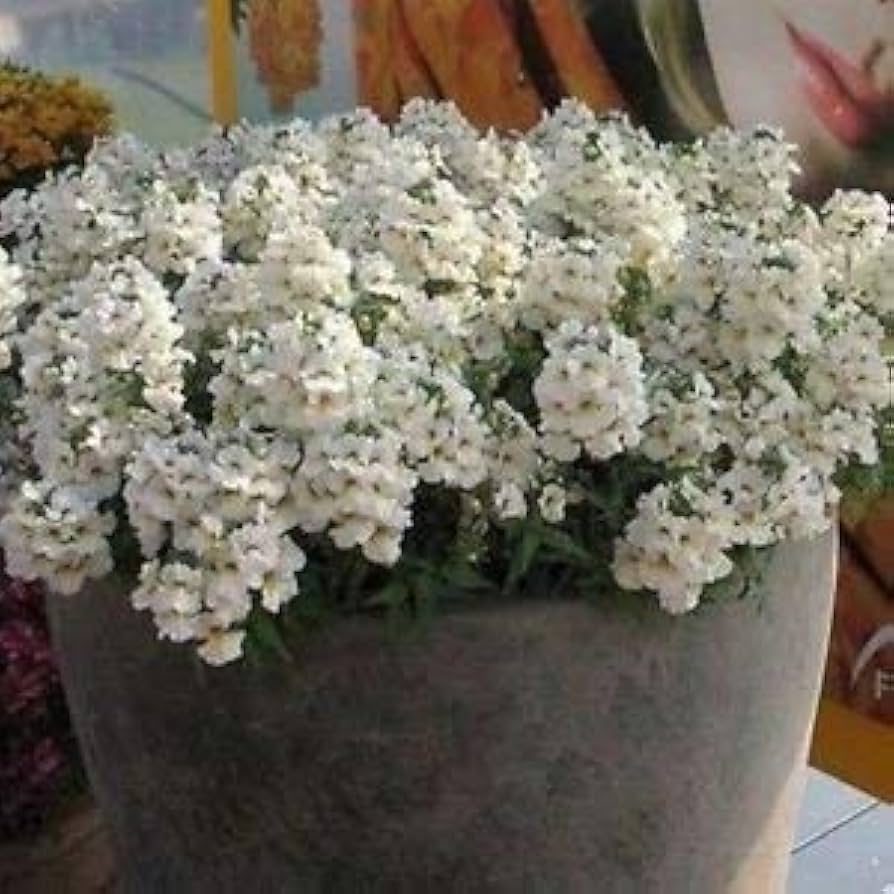 Nemesia Poetry White flower seeds (pelleted) for soft white garden edging
