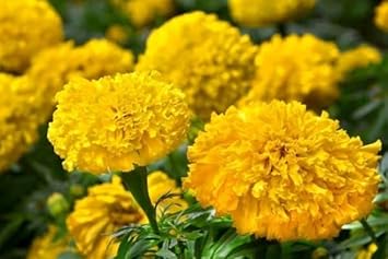 Heirloom Marigold Flower Seeds for Planting 100