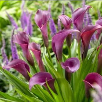 Purple Calla lily Flower Seeds for Planting - Heirloom and Non-GMO garden seeds