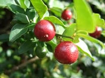 Red Lemon Fruit Seeds for Planting - Heirloom & Non-GMO Seeds