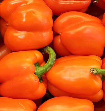Orange Bell Pepper Capsicum annuum seeds for planting