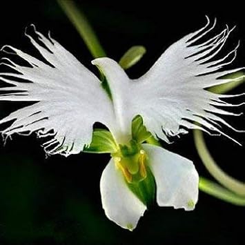 Heirloom Egret Orchid Flower Seeds for Garden Planting, Non-GMO, Exotic White Blooms for Containers