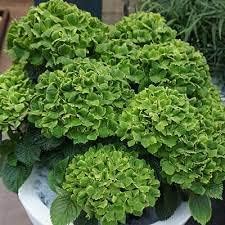 Heirloom Thick Green Hydrangea Flower Seeds, Non-GMO Vibrant Blooms for Planting