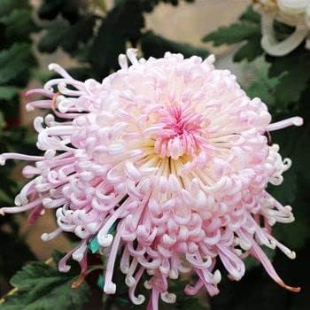 Heirloom Non-GMO Pink Chrysanthemum Flower Seeds for Stunning Fall Garden Planting