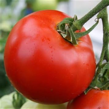 Tomato Vegetable Seeds for Planting – Red Variety 100 pcs