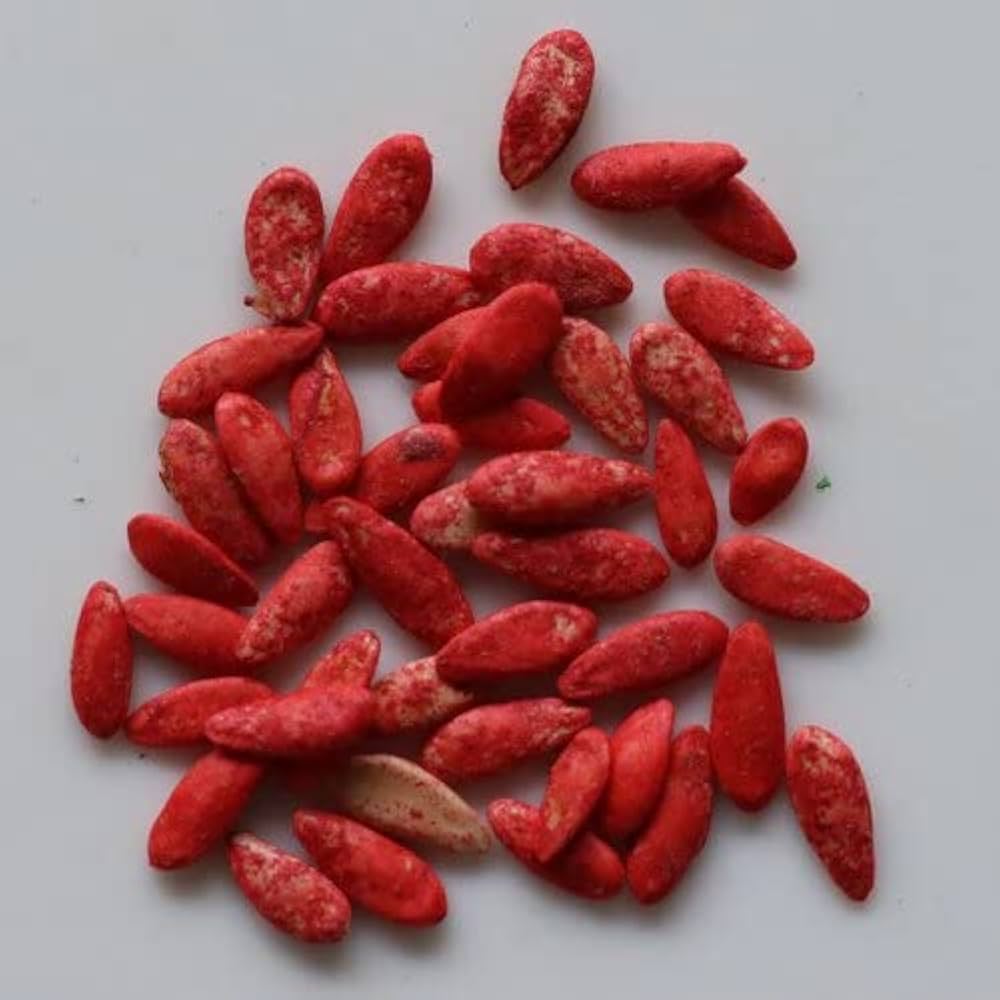 Cucumber Cucumis sativus Vegetable Seeds for Planting Red Variety in Kitchen Garden