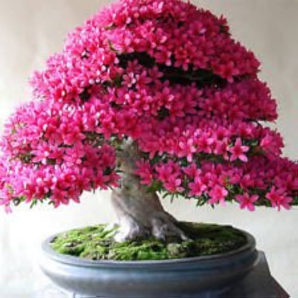 Azalea Rhododendron Simsii Mixed Colors Flower Seeds