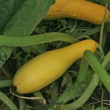 Straightneck Pumpkin Organic Heirloom Vegetable Seeds
