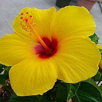 Heirloom Non-GMO Hibiscus Seeds – Premium Clear Variety for Thriving Blooms