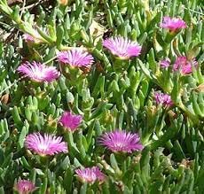 Native Pigface Flower Seeds – Heirloom Non-GMO Seeds for Coastal and Drought Garden Planting