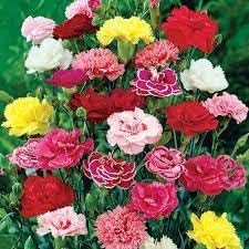 Heirloom Non-GMO Dianthus Caryophyllus Flower Seeds for Planting – Blooms for Cut Gardens