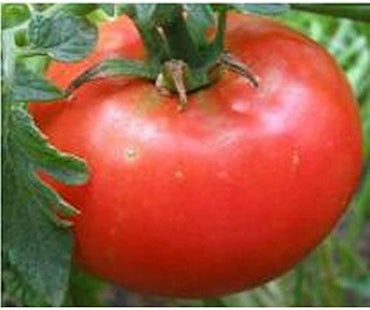 Dutchman tomato seeds Lycopersicon lycopersicum for old-fashioned flavor