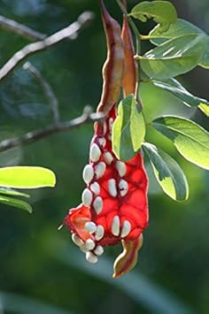 Capparis Cynophallophora JAMAICAN CAPER Fruit Florida Native Berry Fruit Seeds for Cultivation