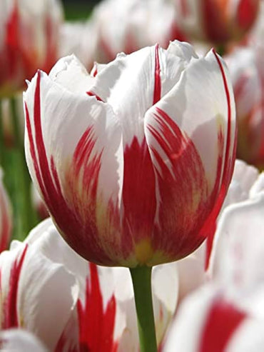 Double tulip flower Tulipa spp. seeds for planting in home garden or balcony flower beds