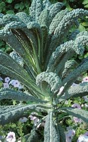 Toscano Kale Brassica oleracea seeds for garden planting
