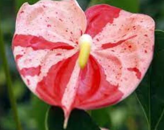Heirloom Non-GMO Anthurium Bonsai Flower Seeds for Planting – Exotic Miniature Indoor Blooms