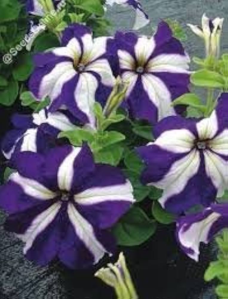 Petunia Success Blue pelleted seeds – rollier variety for rich floral display