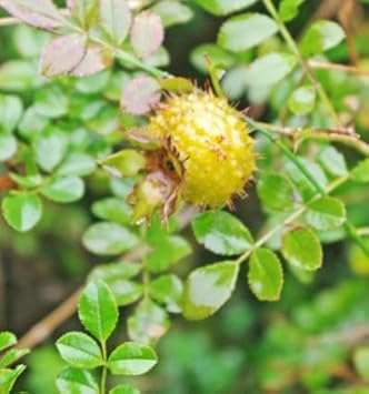 30pcs Wild Rosa Roxbunghii Fruit Seeds - Green and Hardy for Your Landscape 100 pcs
