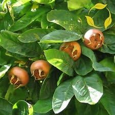 New Fresh 10pcs Cream Mespilus Fruit Seeds - Grow Creamy Mespilus (Medlar) Fruit Trees 100 pcs