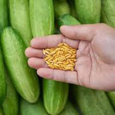 Cucumis Sativus Seeds Paris Beizen Cucumber Seeds for Planting in Raised Beds and Containers