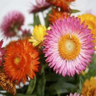 Strawflower Seeds – Heirloom Non-GMO Flower Seeds for Garden and Dried Floral Use