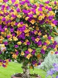 Organic Heirloom Non-GMO Bougainvillea Flower Seeds for Planting – Vibrant Climbing Vine