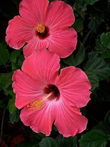 Heirloom Non-GMO Hibiscus Bonsai Flower Seeds for Planting – Miniature Tropical Garden Blooms