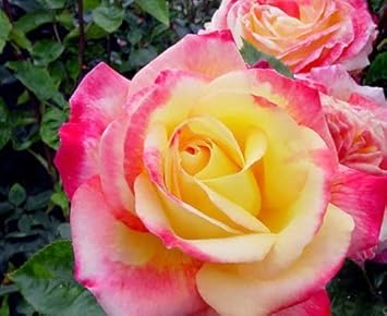 Pink Yellow Rose Plant Seeds for Planting Non-GMO Heirloom Garden Seeds Perfect for Home and Outdoor Growing