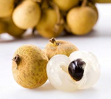 Dragon's Eye Fruit Seeds for Planting - Exotic and Sweet Fruit for Your Garden, GMO Free Seeds