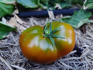 Black green tomato Solanum lycopersicum seeds for planting in backyard garden