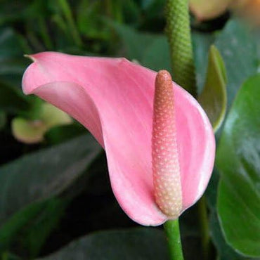 Anthurium Flower Seeds for Planting 100