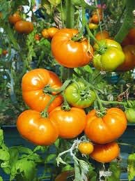 Dark Orange Giant Tomato Seeds for Planting - Heirloom and Non-GMO Garden Seeds