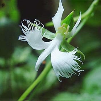 Egret Flower Seeds for Planting, Heirloom, Non-GMO, 100