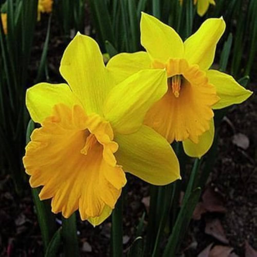 Double Petal Narcissus Aquatic Flower - for planting in home garden