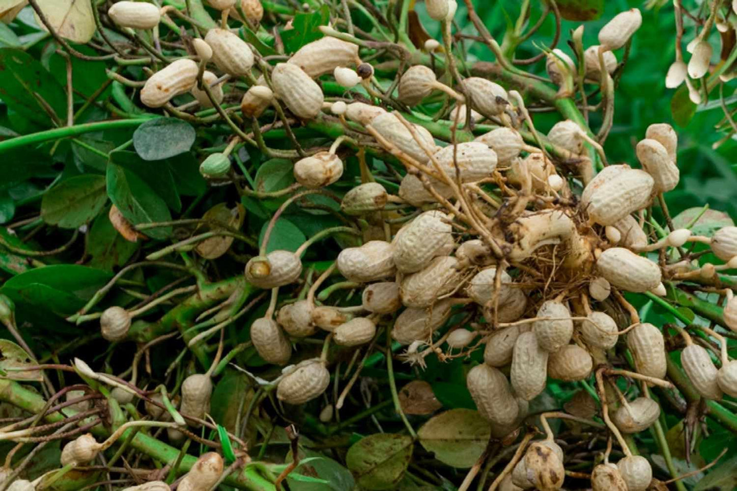 Groundnut Plant Seeds for Planting - 100 pcs