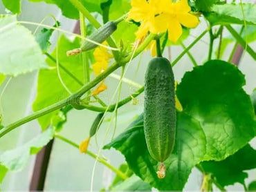 Green Cucumber vegetable seeds – fresh fruit cucumber variety