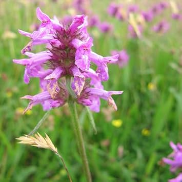 Heirloom Betony Flower Seeds, Non-GMO Spiked Medicinal Blooms for Pollinator-Friendly Garden Planting