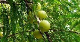 New Fresh 80pcs Amla Fruit Seeds - Cultivate Ayurvedic Superfruit for Health & Wellness 100 pcs