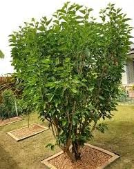 Mulberry Plant Seeds - Start Your Own Mulberry Tree with Quality Seeds 100 pcs