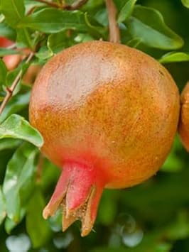 Horned Melon Fruit Seeds - Exotic and Unique Fruits to Add a Touch of Adventure 100 pcs