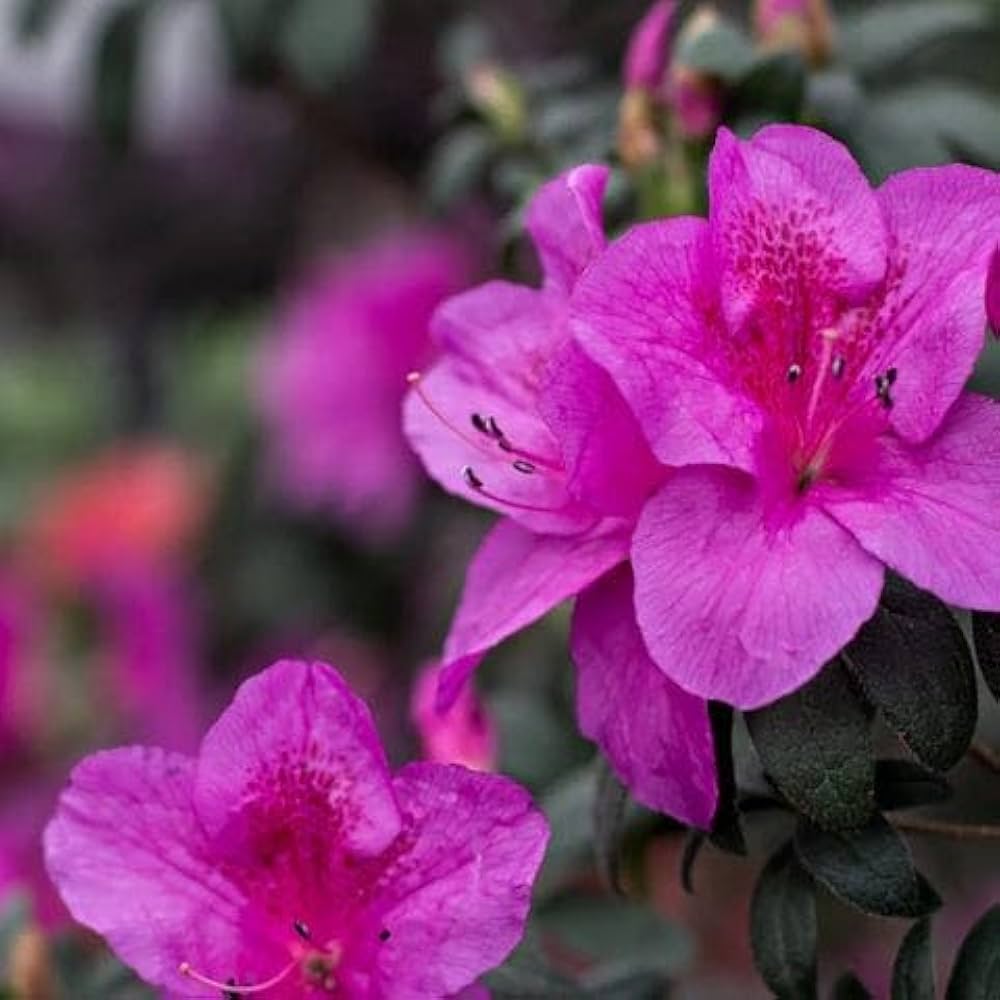 Rhododendron azalea Rhododendron simsii flower seeds for planting in home garden or shaded backyard spaces