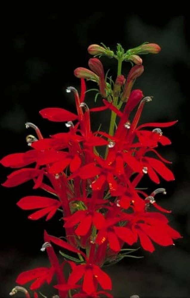 Lobelia Vulcan Red flower seeds (pelleted) for vibrant red annuals