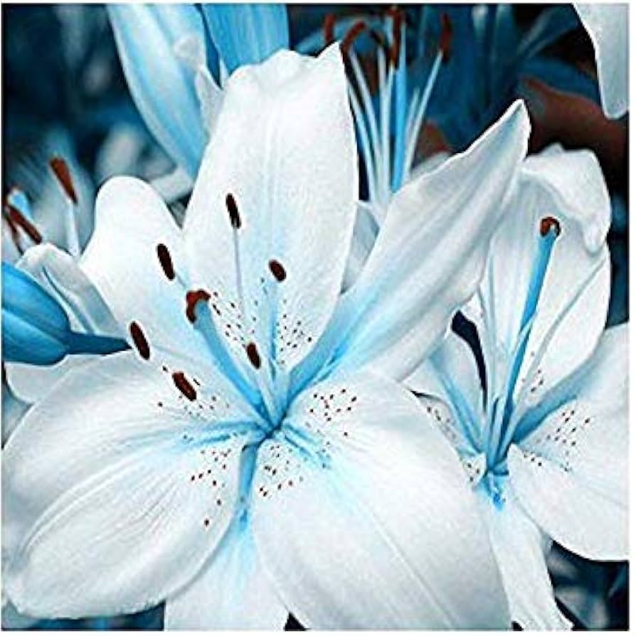 Blue heart lily Lilium spp. flower seeds for planting in bonsai pots or decorative planters