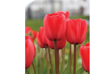 Red Impression – Tulip